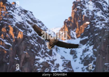 white-tailed sea eagle (Haliaeetus albicilla), in flight in front of snowy mountains, Norway, Lofoten Islands, Nordland Stock Photo