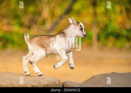 domestic goat (Capra hircus, Capra aegagrus f. hircus), goatling jumping into the air, Germany, Bavaria Stock Photo