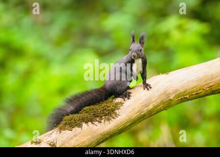 European red squirrel, Eurasian red squirrel (Sciurus vulgaris), sitting on a branch, Germany, Bavaria Stock Photo