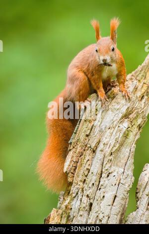 European red squirrel, Eurasian red squirrel (Sciurus vulgaris), sitting on a rotten tree trunk with feed in its beak, Germany, Bavaria Stock Photo