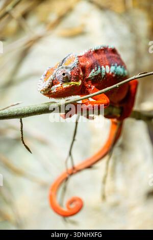 Panther chameleon (Furcifer pardalis, Chamaeleo pardalis), sitting on a branch Stock Photo