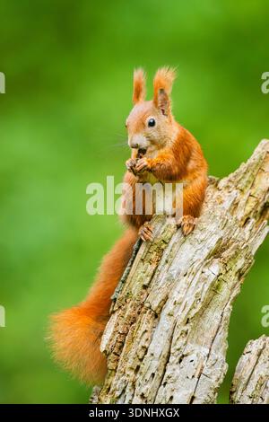 European red squirrel, Eurasian red squirrel (Sciurus vulgaris), sits eating on a rotten tree trunk, Germany, Bavaria Stock Photo