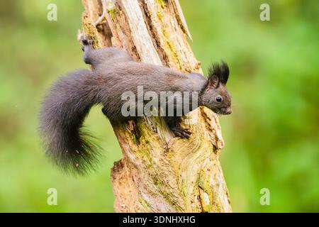 European red squirrel, Eurasian red squirrel (Sciurus vulgaris), sitting on an old wrotten tree trunk in a forest, Germany, Bavaria Stock Photo