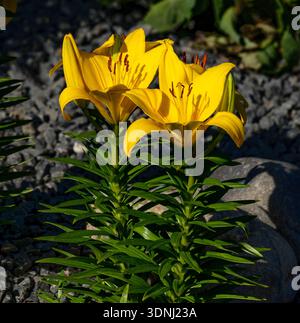 Asiatic Lilies of bright yellow color planted in a rock garden and blooming beautifully atop sturdy leafy stems. Stock Photo