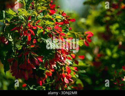 A Hot Wings Tatarian Maple Tree filled with bright red seed pods adding color and interest to a landscaped garden. Stock Photo