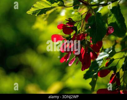 A cluster of bright red seed pods of the Hot Wings Tatarian Maple tree glistening in the afternoon backlight of the Summer sun. Close up view. Stock Photo