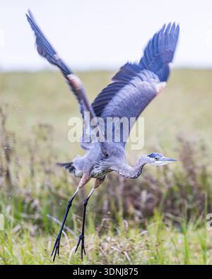 Great blue heron flying with motion blur in wings - Ardea herodias plumage in winter - blue crane largest North American heron wildlife & nature Stock Photo