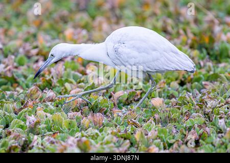 Juvenile Little Blue Heron closeup hunting - close up of Egretta caerulea in marsh walking stalking prey - close-up of white feathers bi-colored bill Stock Photo