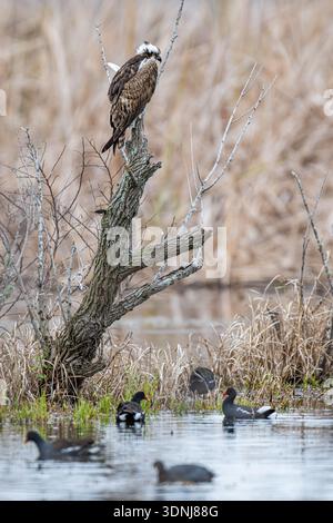 Osprey Pandion - haliaetus perched on broken dead tree aka. sea hawk fish hawk bird of prey - wetland birding for migrating raptor in Central Florida Stock Photo