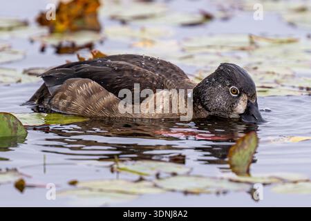 Ring-necked duck feeding - Aythya collaris female hen foraging in pond - Ringnecked duck close up w/ feather plumage & bill in water florida wetlands Stock Photo