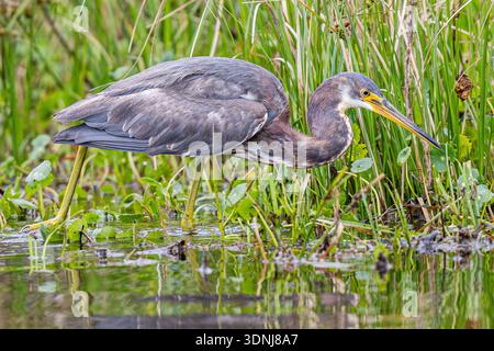 Tricolored heron wading close up - Egretta tricolor plumage closeup Stock Photo