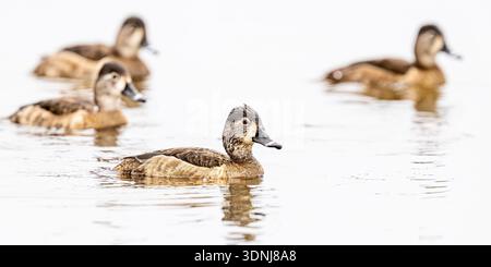 Ring-necked ducks swimming - Aythya collaris female hen flock in pond - Ringnecked duck close up w/ feather plumage & bill detail in florida wetlands Stock Photo