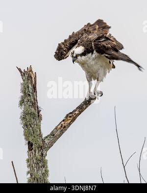 Osprey Pandion - haliaetus perched on broken dead tree aka. sea hawk fish hawk bird of prey - wetland birding for migrating raptor in Central Florida Stock Photo