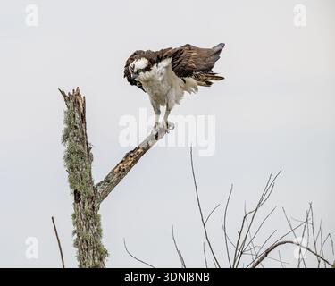 Osprey Pandion - haliaetus perched on broken dead tree aka. sea hawk fish hawk bird of prey - wetland birding for migrating raptor in Central Florida Stock Photo