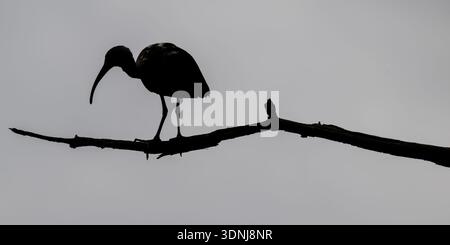 Ibis perched on branch - Threskiornithidae silhouette on dead tree in Florida wetlands Stock Photo