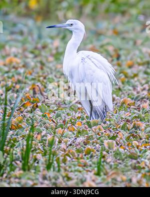 Juvenile Little Blue Heron closeup hunting - close up of Egretta caerulea in marsh walking stalking prey - close-up of white feathers bi-colored bill Stock Photo