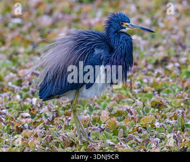 Tricolored heron wading close up - Egretta tricolor plumage closeup - cold tri-colored exhibiting ptiloerection standing on bank of Florida wetlands Stock Photo
