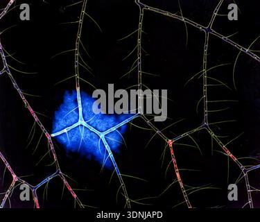 Lacewing wing, polarised light micrograph. Stock Photo