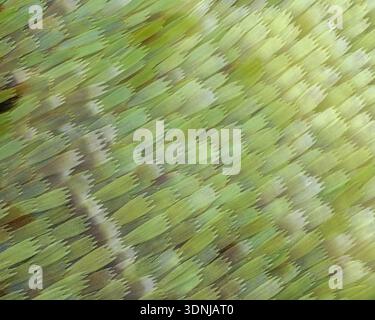 Eudocima sp. moth wing, light micrograph. Stock Photo