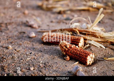 After this years corn harvest, near Lingle Wyoming in rural United States, two cobs end up on the ground while viewimg at this low angle view. Stock Photo