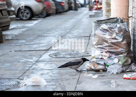 Crow pecking plastic trash bag on street searching for food, birds surviving in city during winter. Stock Photo
