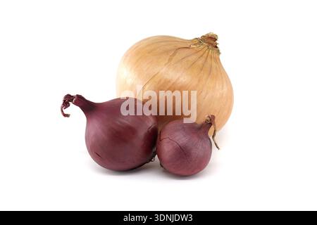 A variety of onions including a large yellow onion and two smaller red onions are presented together on a plain white surface Stock Photo