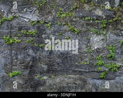 Distressed Historic Dry Stone Wall Masonry Texture with Greenery Stock Photo