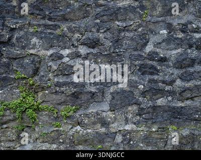 Distressed Historic Dry Stone Wall Masonry Texture with Greenery Stock Photo