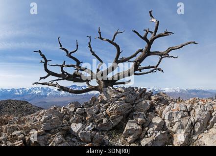 old dead tree skeleton on an Inyo Mountains peak with the Sierra Nevada Mountain Range in the distance across the Owens Valley Stock Photo
