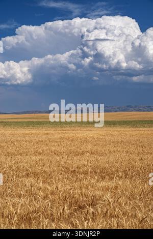vertical image of Idaho grain field with distant billowing cumulus clouds Stock Photo