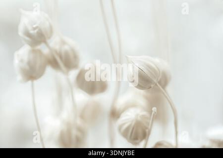 Macro shot of dry flax seed pods on a soft pastel background with copy space Stock Photo