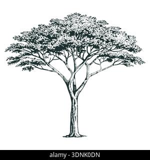 Detailed vintage engraving of a single acacia tree with wide canopy, drawn in classic etching style. Stock Vector
