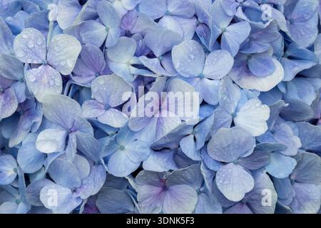 Closeup of pastel lavender petals of Hydrangea flower cluster (Hydrangea macrophylla) on the Big Island of Hawaii. Stock Photo