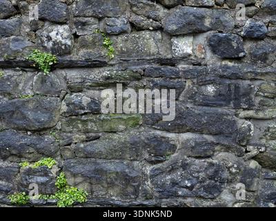 Distressed Historic Dry Stone Wall Masonry Texture with Greenery Stock Photo