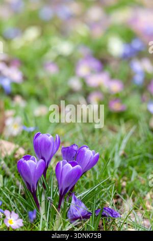Crocus flowers grow in a green meadow in Germany during the spring season. The area shows many colorful blooms with no people. Stock Photo