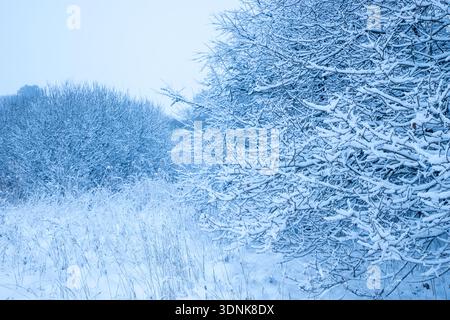 winter forest with focus on snow covered trees a cold winter day in Europe, nature background with trees and snow Stock Photo