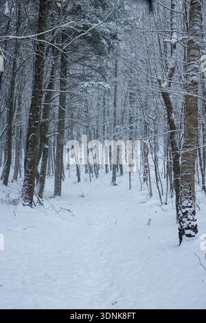 winter wonderland in forest with show and walking path Stock Photo