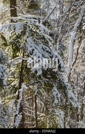 Close up of a snow covered evergreen tree branch illuminated by warm sunlight in a quiet winter forest. Serene natural scene ideal for seasonal, envir Stock Photo