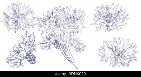 Floral outline set with blue cornflower flowers. Monochrome seasonal botanical contour stickers for design herbal tea, natural cosmetic, medicine Stock Vector