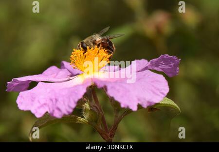 Macro profile of an Eristalinus hoverfly foraging on a pink Rock-rose flower in the Cyprus countryside. Stock Photo