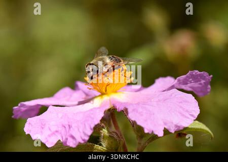 Macro profile of an Eristalinus hoverfly foraging on a pink Rock-rose flower in Cyprus. Stock Photo
