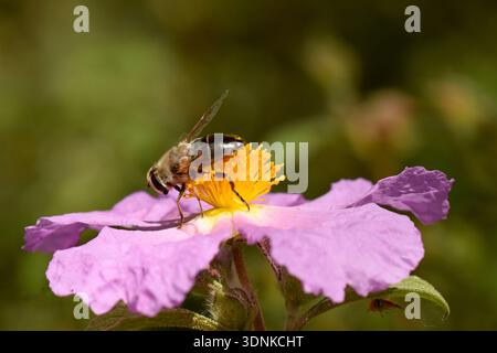 Macro profile of an Eristalinus hoverfly foraging on a pink Rock-rose flower in Cyprus. Stock Photo