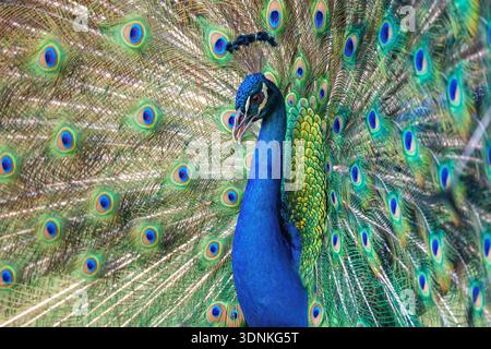 Peacock bird with fanned open tail, colorful peacock feathers eyes pattern Stock Photo
