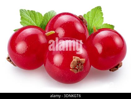 Four red currant berries with green currant leaf isolated on a white background. Stock Photo