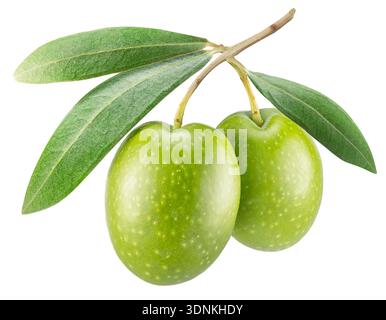 Green olives on olive tree branch with leaves isolated on white background. Clipping path. Stock Photo