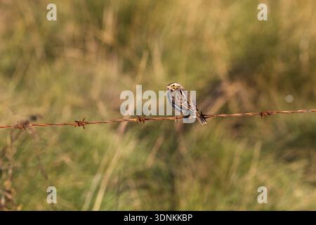 Savannah sparrow Passerculus sandwichensis perched on barbed wire fence, Anahuac National Wildlife Refuge, Texas, USA, December 2017 Stock Photo