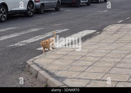 A red cat walks along a sidewalk between zebra crossings and cars on the street Stock Photo