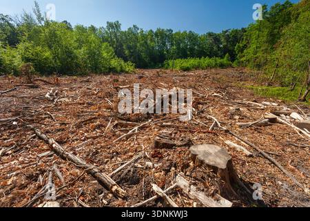 Clearing after a cut-down forest, summer day Stock Photo