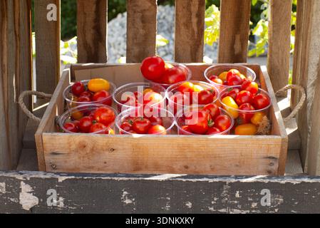 Freshly picked tomatoes Stock Photo