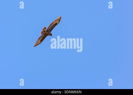 Buzzard flying at a the sky Stock Photo